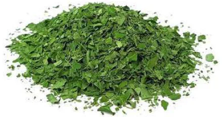 Feuilles de moringa