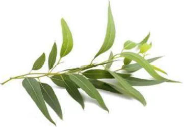 Feuilles d'eucalyptus